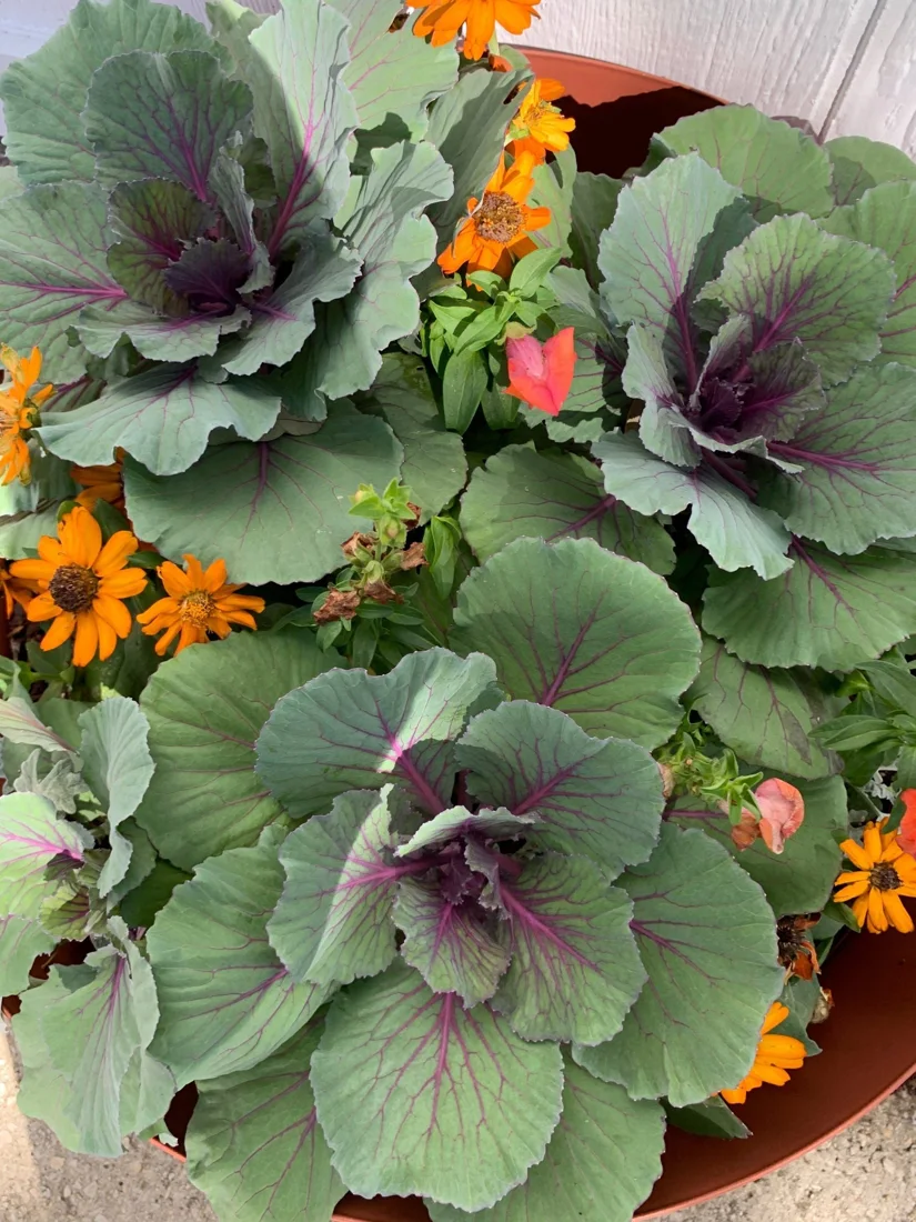McIntire's Garden Center, business photo 2