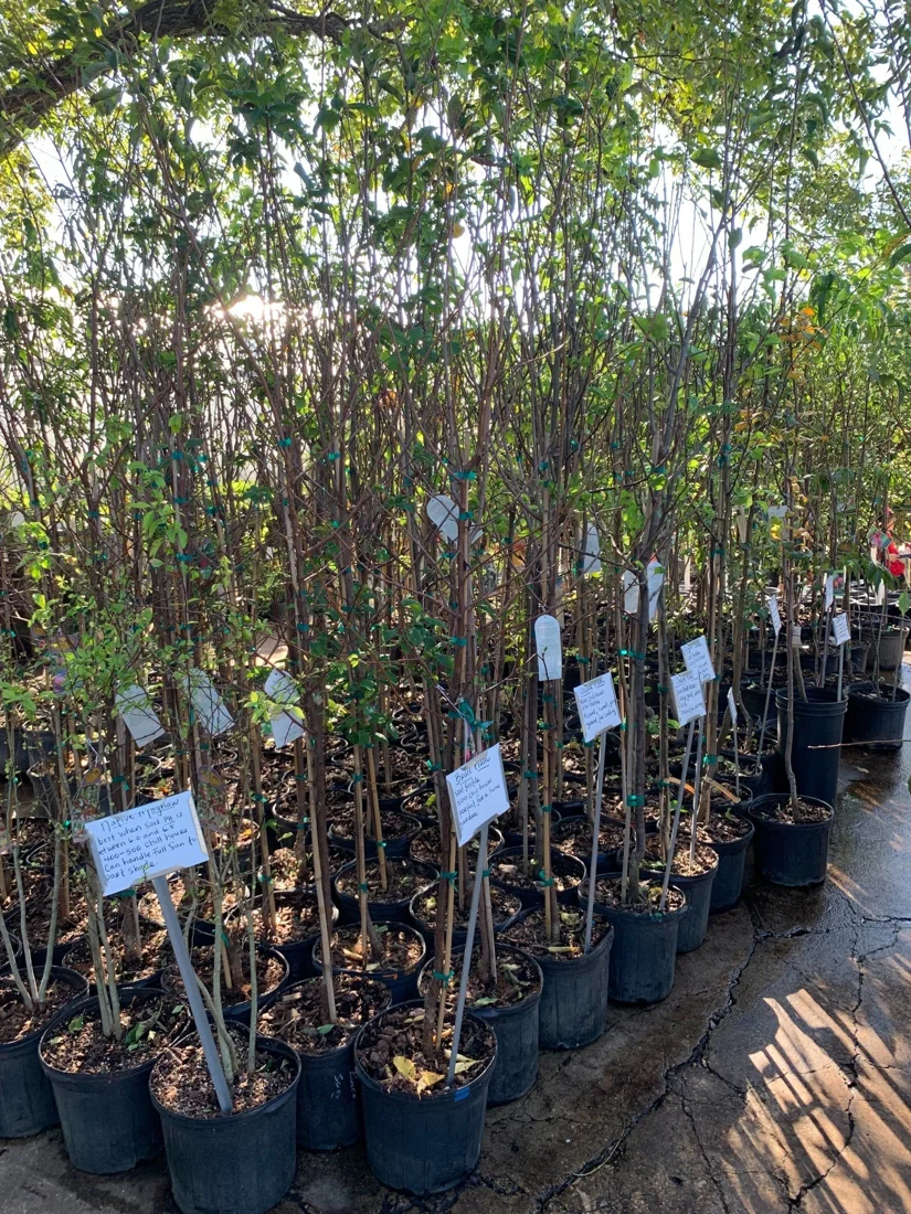 McIntire's Garden Center, business photo 3